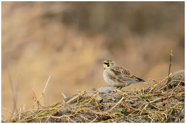 Berglärka - (Horned Lark)