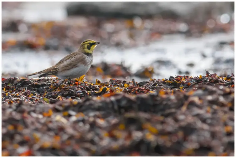 Berglärka - (Horned Lark)