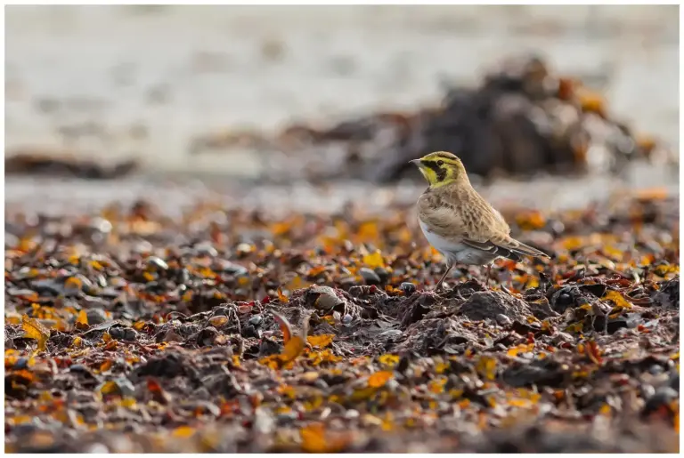 Berglärka - (Horned Lark) - födosöker  bland tång