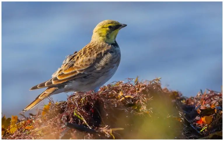 Berglärka - (Horned Lark)