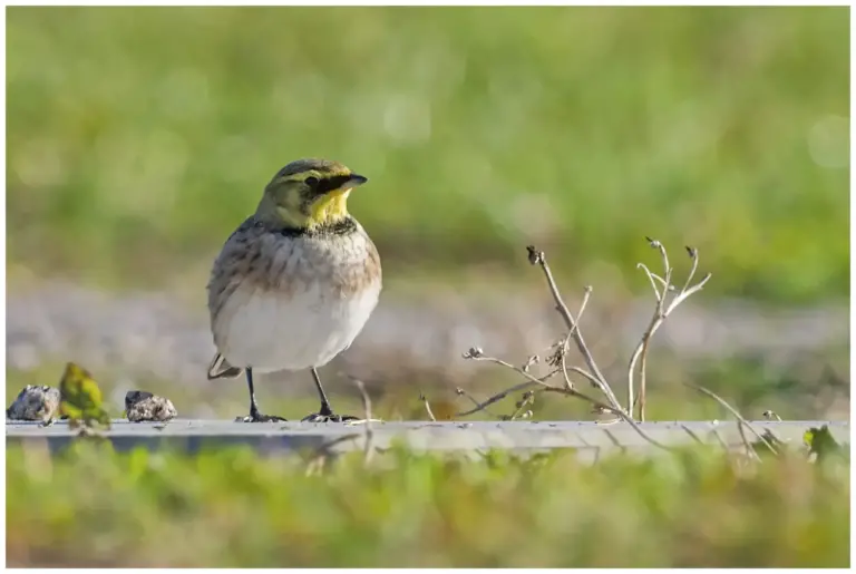 Berglärka - (Horned Lark) - Grönhögen på Öland