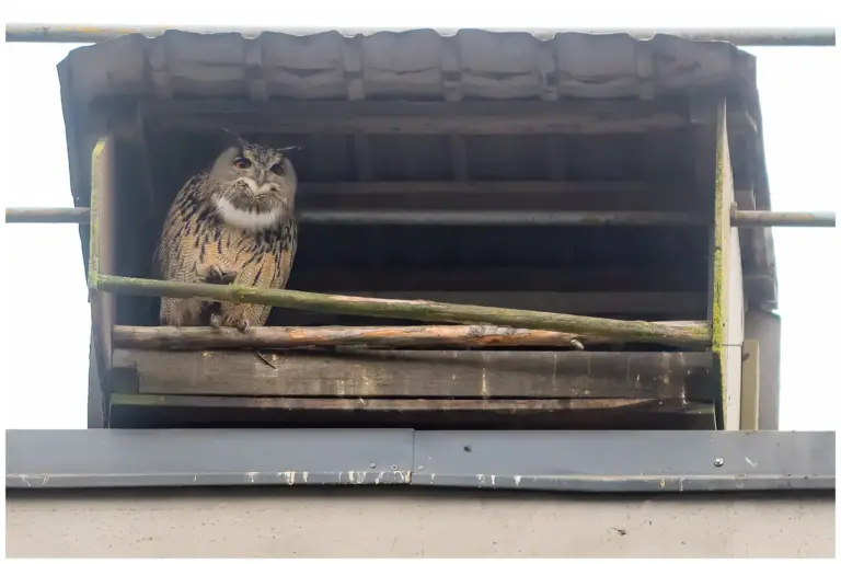 Berguv - Eurasian Eagle Owl