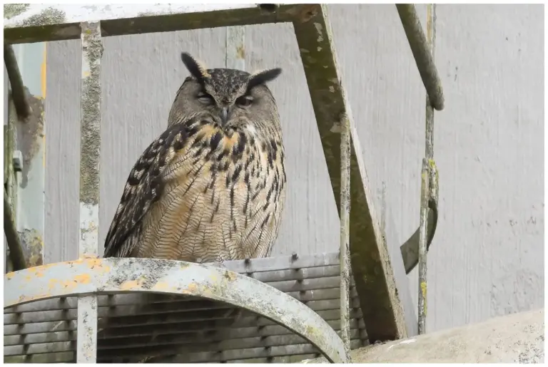 Berguv - Eurasian Eagle Owl