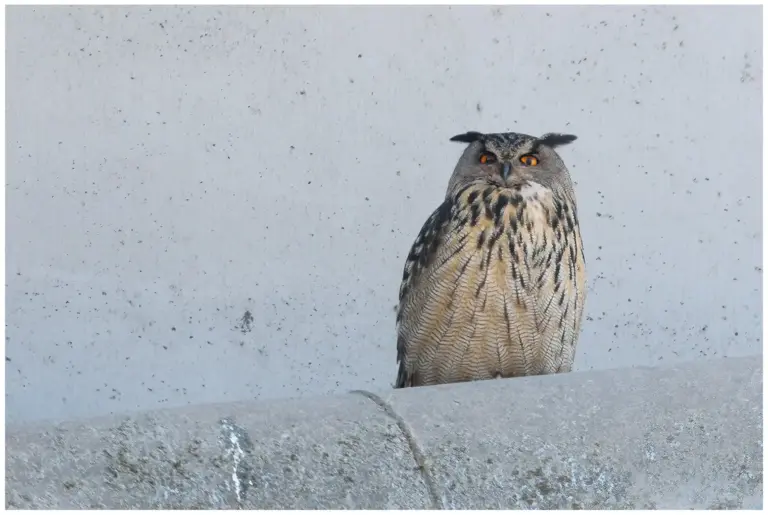 Berguv - Eurasian Eagle Owl