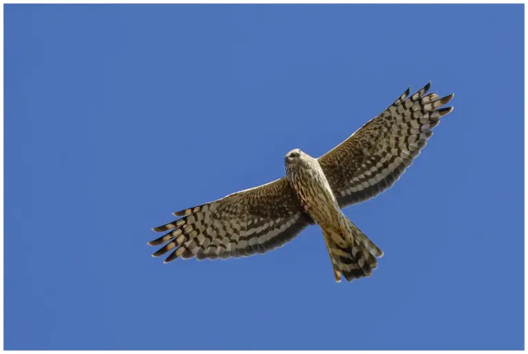 Blå Kärrhök - Hen Harrier