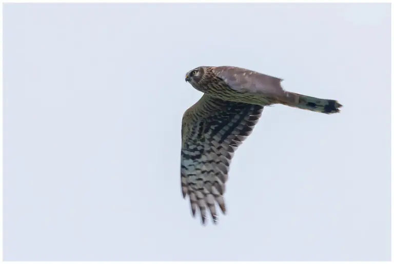 Blå Kärrhök - Hen Harrier