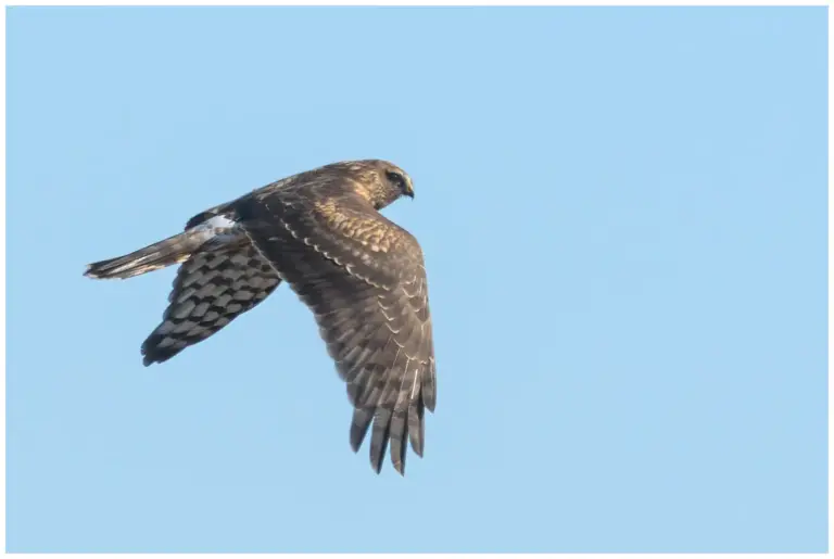 Blå Kärrhök - Hen Harrier