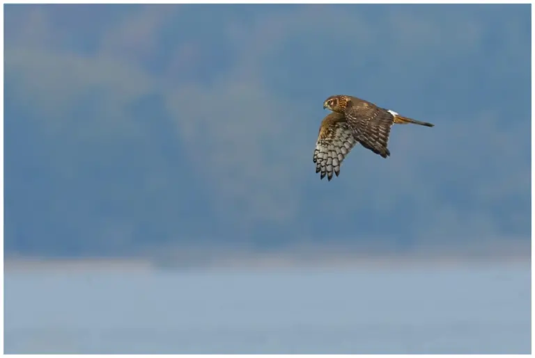 Blå Kärrhök - Hen Harrier