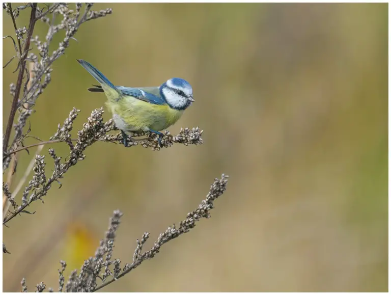 Blåmes - (Blue Tit)