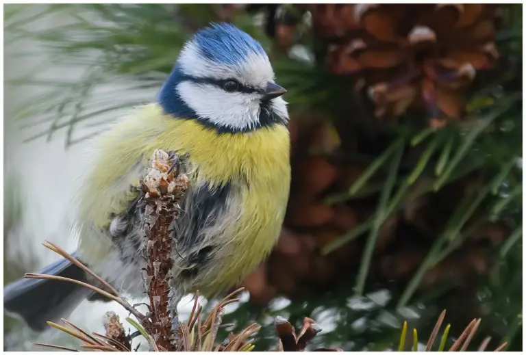 Blåmes - (Blue Tit)