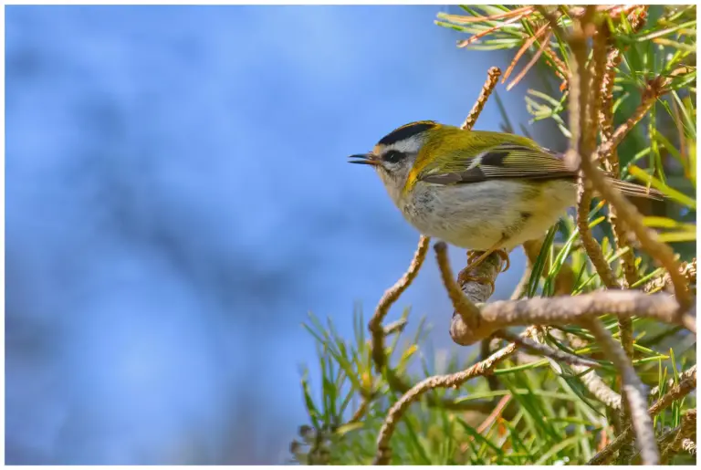 Brandkronad Kungsfågel - Firecrest