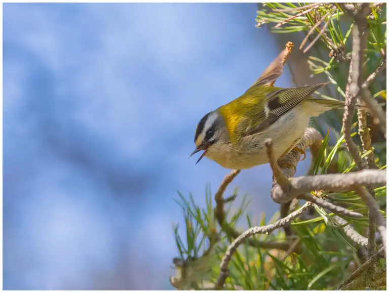 Brandkronad Kungsfågel - Firecrest