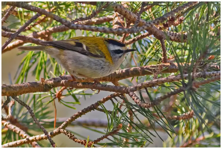 Brandkronad Kungsfågel - Firecrest