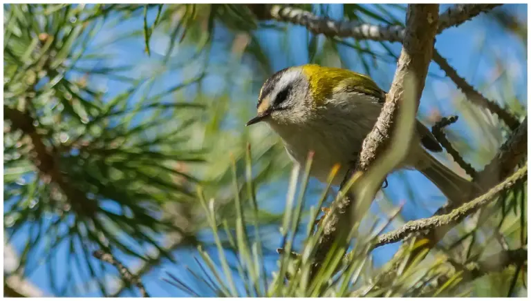 Brandkronad Kungsfågel - Firecrest