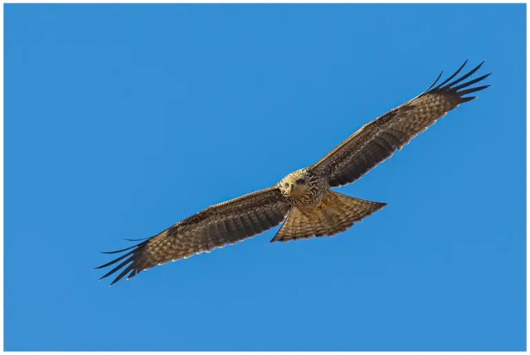 Brun Glada - (Black Kite) - ungfågel