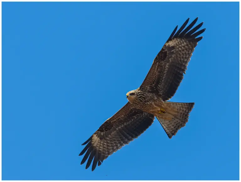 Brun Glada - (Black Kite) - 1k fågel