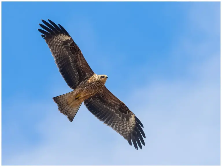 Brun Glada - (Black Kite)