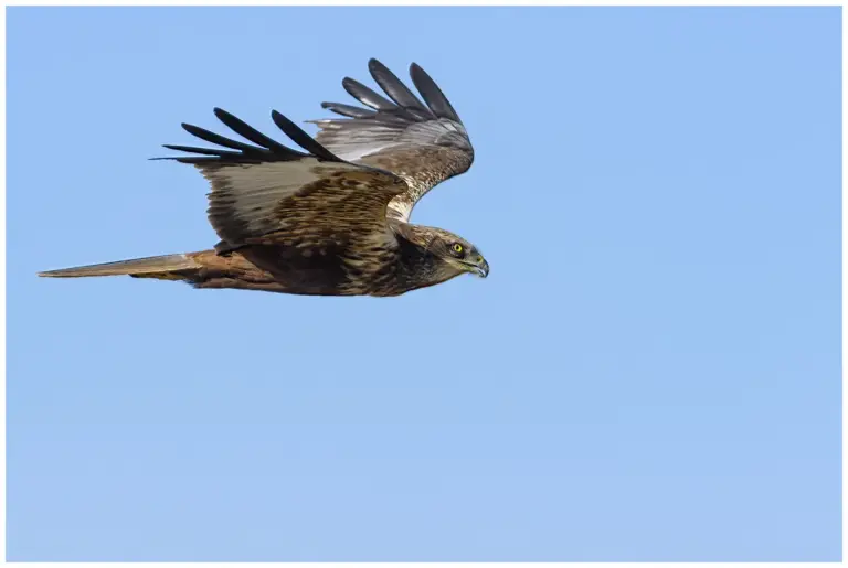 Brun Kärrhök - (Western Marsh Harrier)