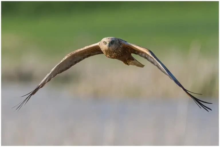 Brun Kärrhök - (Western Marsh Harrier)