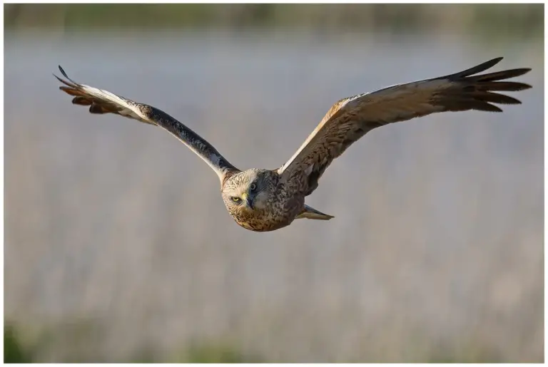 Brun Kärrhök - (Western Marsh Harrier)