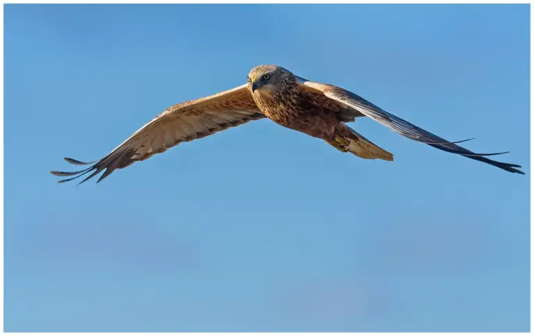 Brun Kärrhök - (Western Marsh Harrier)