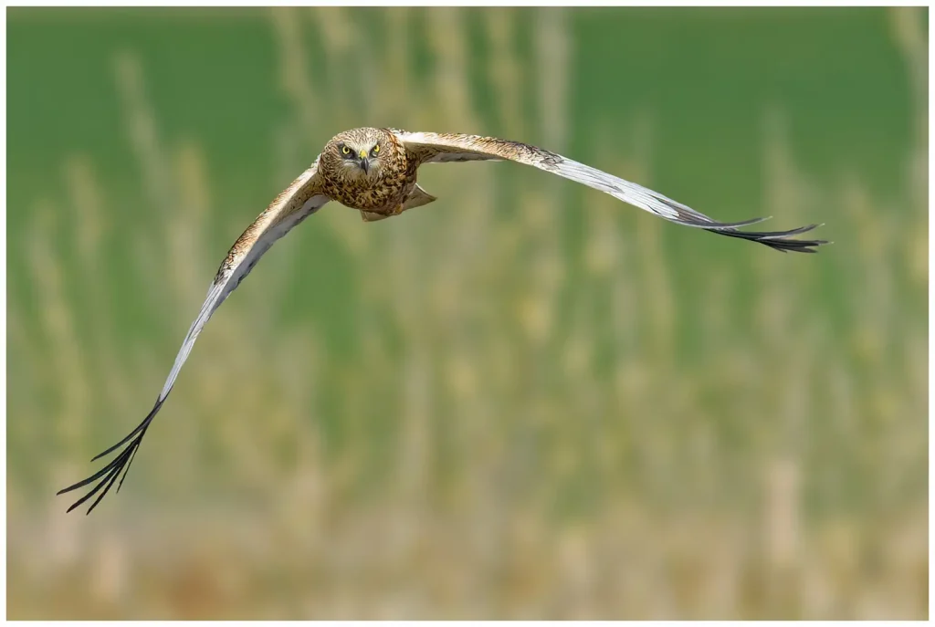 Brun Kärrhök hane som flyger rakt mot betraktaren med fin oskarp vass i bakgrunden