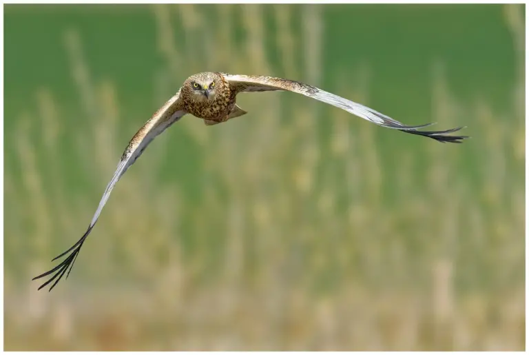 Brun Kärrhök - (Western Marsh Harrier)