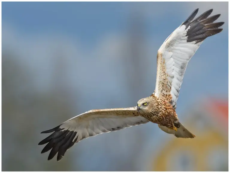 Brun Kärrhök - (Western Marsh Harrier)