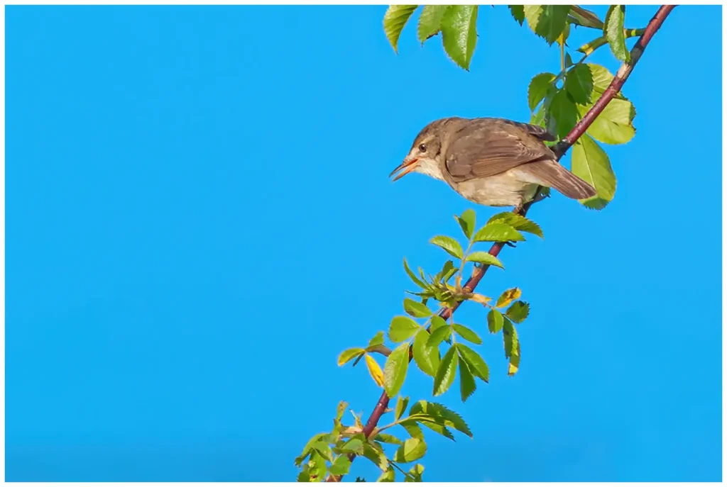 busksångaren sitter på en gren med blad och sjunger