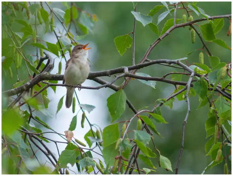 Busksångare - (Blyth’s Reed Warbler)