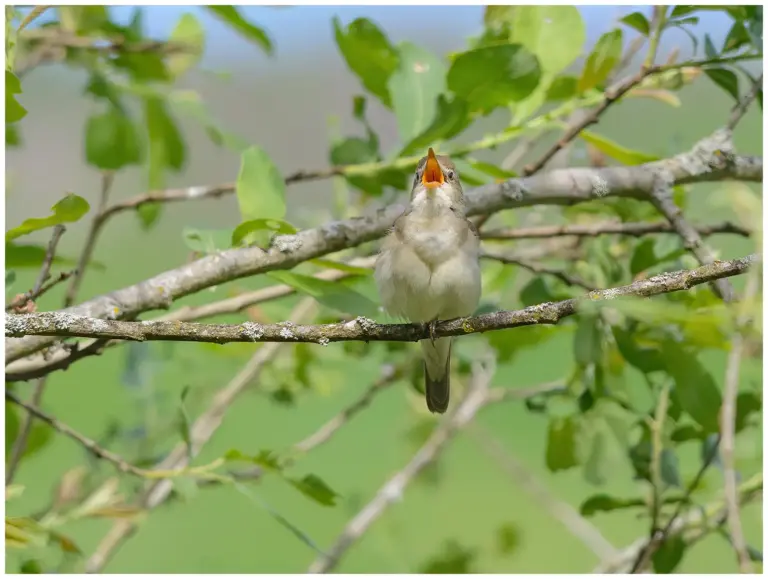 Busksångare - (Blyth’s Reed Warbler) - sjunger