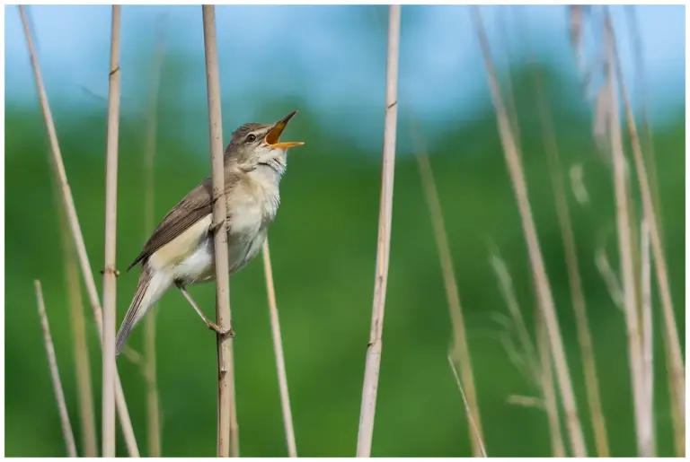 Busksångare - (Blyth’s Reed Warbler) - sitter på ett vass och sjunger med näbb öppen