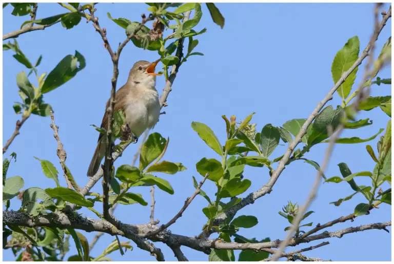 Busksångare - (Blyth’s Reed Warbler) - sjungande från ett träd