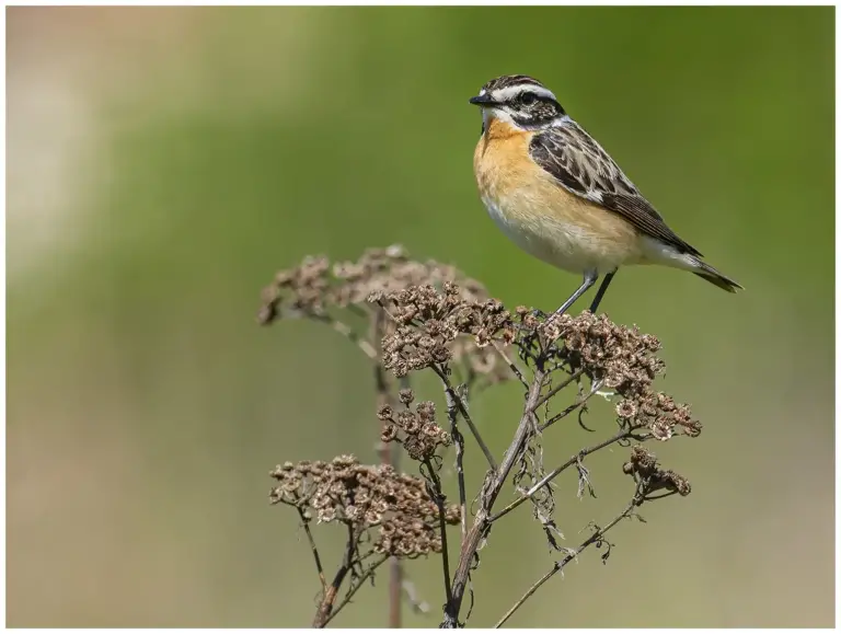 Buskskvätta - (Whinchat) på toppen av en torkad växt