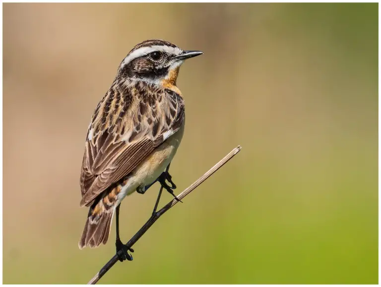 Buskskvätta - (Whinchat)