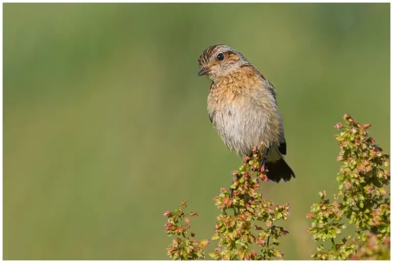 Buskskvätta - (Whinchat) ungfågel i toppen av en växt