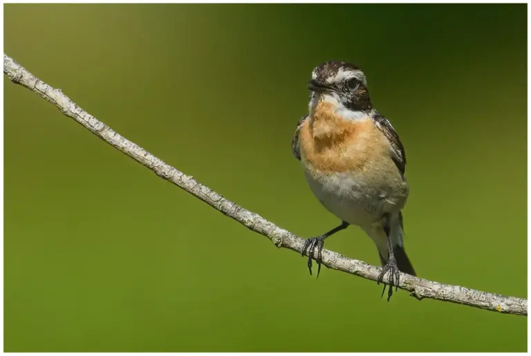 Buskskvätta - (Whinchat) -  sitter på en gren