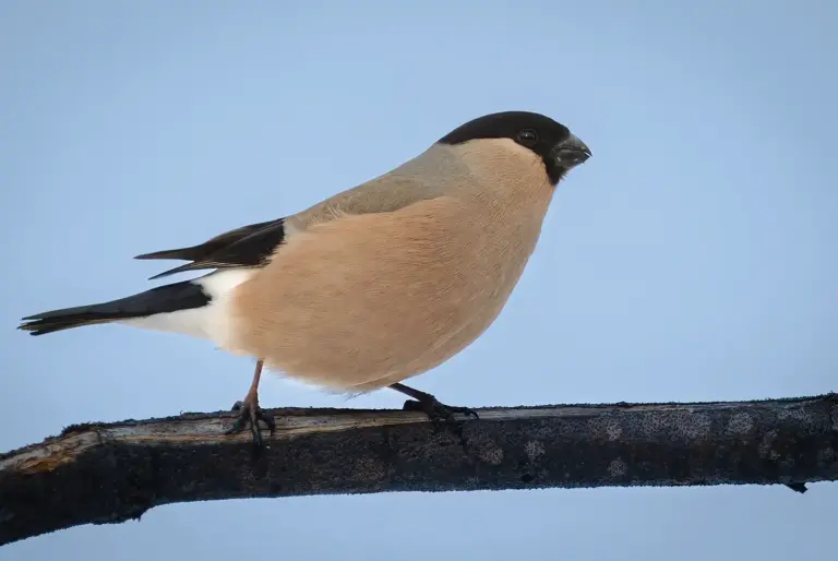 Domherre - (Common Bullfinch)