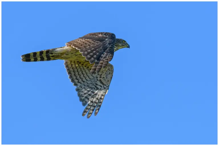 duvhök förbiflygande mot en blå himmel