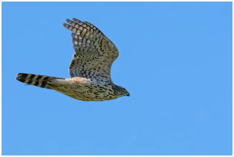 duvhök en 2k fågel som flyger förbi mot blå himmel