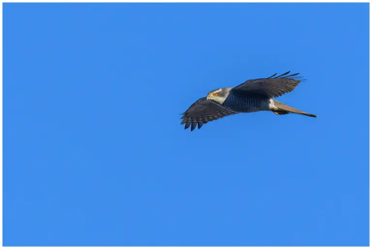 flygande duvhök mot blå himmel