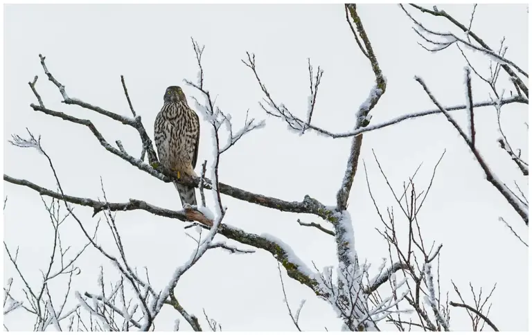 duvhök sitter i ett träd med snö på grenarna