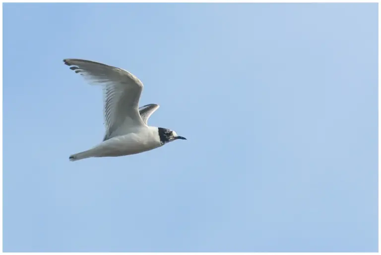 Dvärgmås - (Little Gull) en 2k fågel