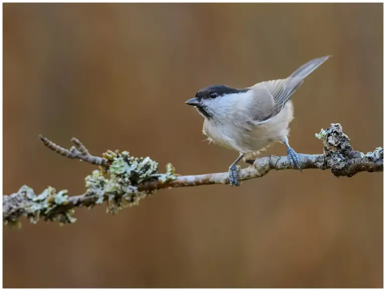 Entita - (Marsh Tit)