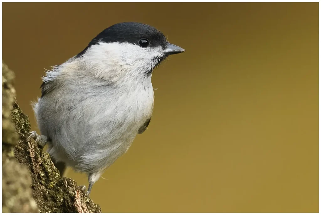 Entita - Marsh Tit entita