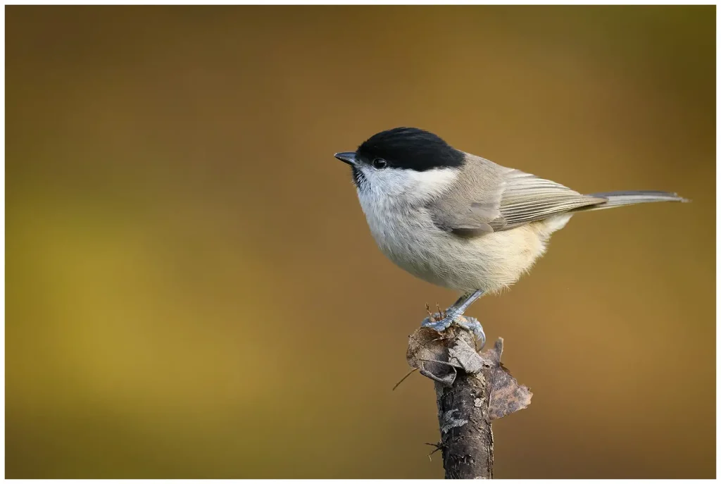 Entita - Marsh Tit entita