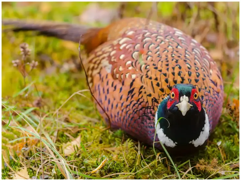 Fasan - (Common Pheasant)