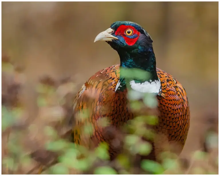 Fasan - (Common Pheasant)