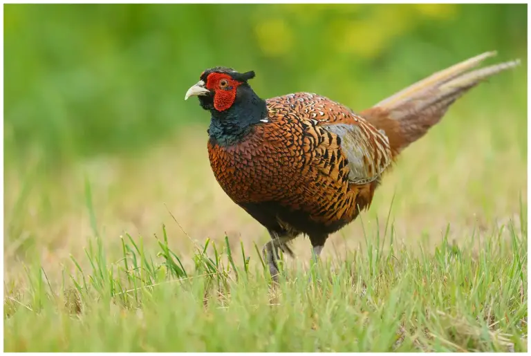 Fasan - (Common Pheasant)