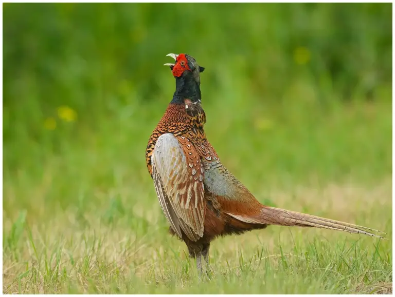 Fasan - (Common Pheasant) som gal på en äng